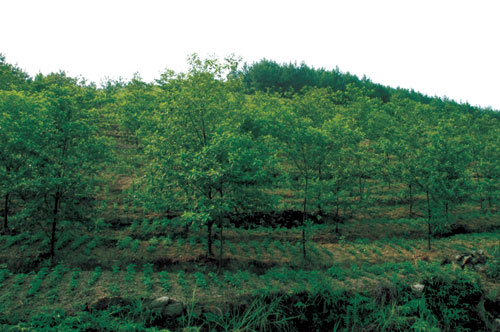 山胡椒种植基地