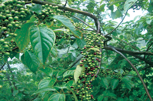 山胡椒种植基地